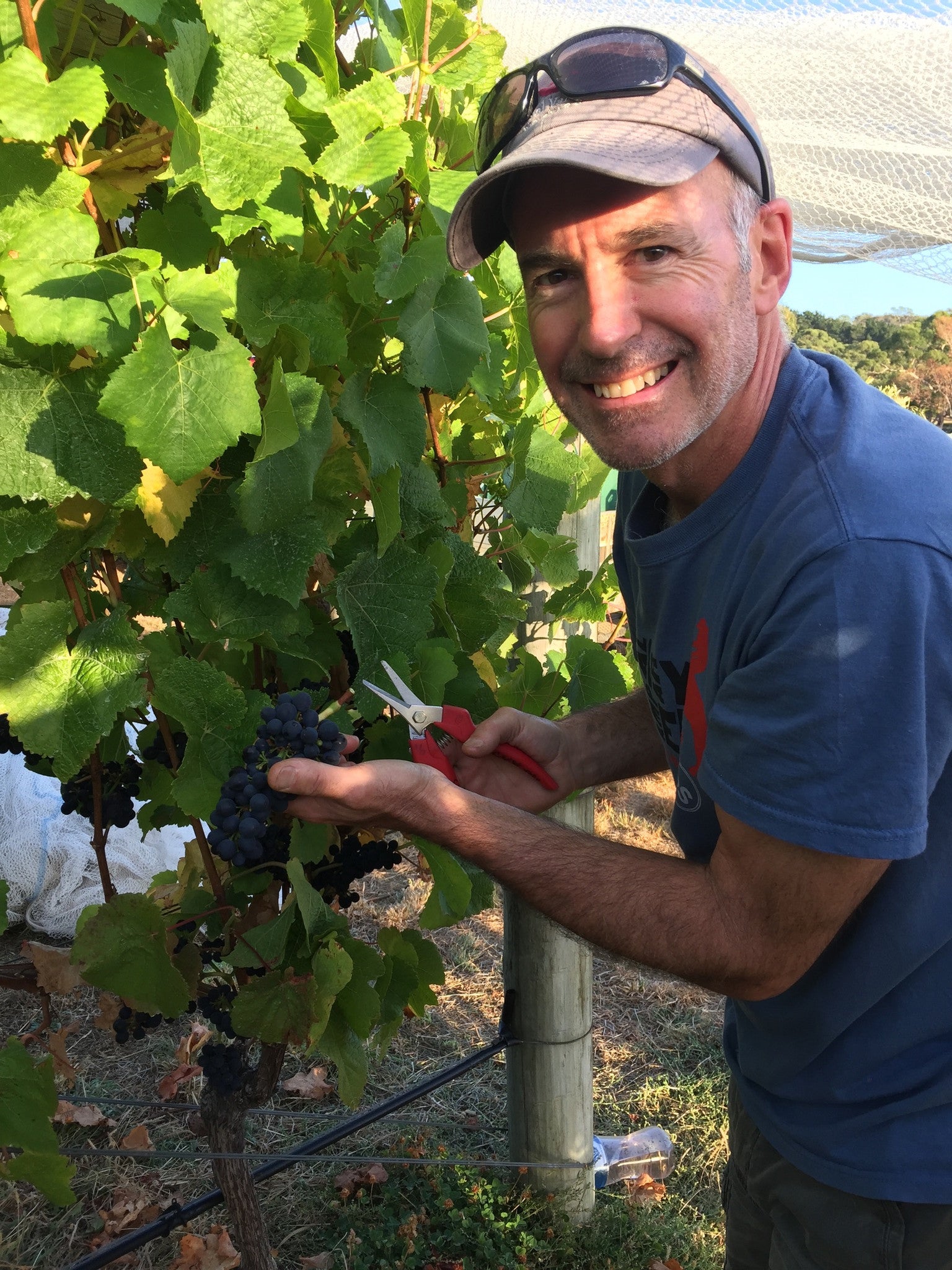 V2017 has begun.  Pinot picked for sparkling; Chardonnay picked and Old Block Pinot Noir picked.  Riesling tomorrow.